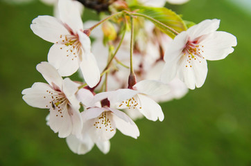 Blossoming spring flowers sakura 