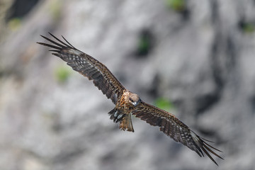 Black kite flying in a rift