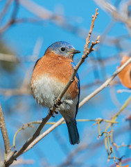 Eastern Bluebird