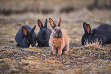 Adorable Picture of herd of cute and fluffy black rabbits or bunnies with red coloured leader in...