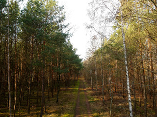 Road in a pine forest. A path in the middle of a dense forest.