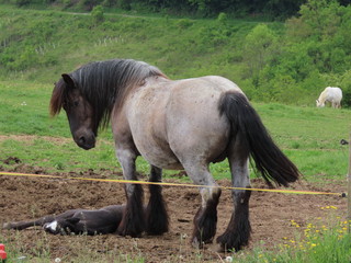 Fototapeta premium Horse and baby foal