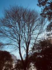 Guilherme Reis works