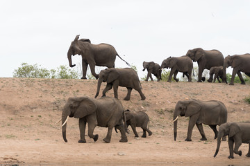 Elephant herd, elephant family in the wilderness © Ozkan Ozmen