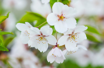 Blossoming spring flowers sakura 