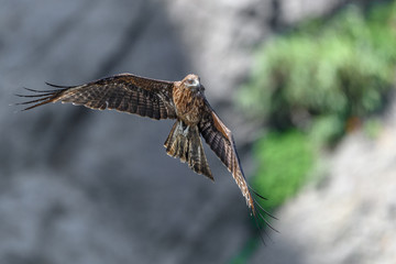 Black kite flying in a rift