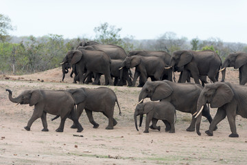 Elephant herd, elephant family in the wilderness © Ozkan Ozmen