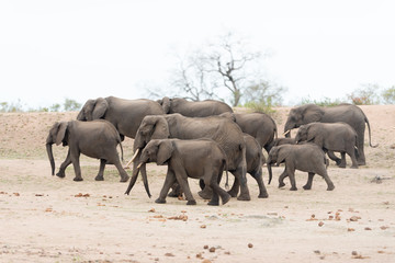 Obraz premium Elephant herd, elephant family in the wilderness