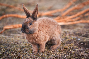 Beautiful portrait of the domesticated cute and fluffy young rabbit with red fur on the pasture...