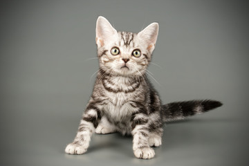 American shorthair cat on colored backgrounds