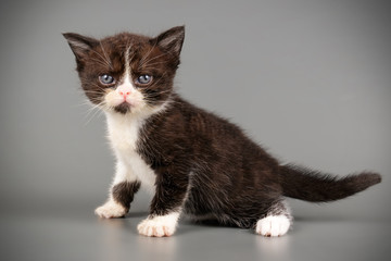 Obraz premium American shorthair cat on colored backgrounds