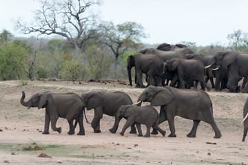 Fototapeta premium Elephant herd, elephant family in the wilderness