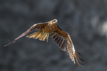 Black kite flying in a rift