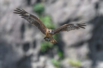 Black kite flying in a rift