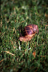 the snail in the grass