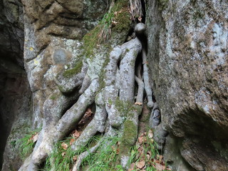 Tree roots on rock