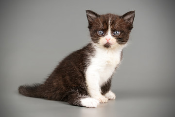 American shorthair cat on colored backgrounds