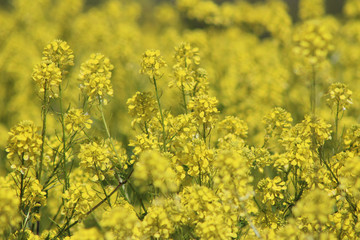 Golden Yarrow (CA 07427)