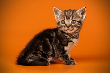 American shorthair cat on colored backgrounds