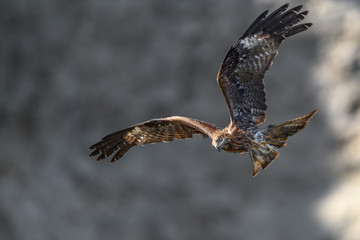 Black kite flying in a rift