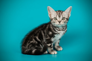 American shorthair cat on colored backgrounds