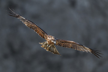 Black kite flying in a rift