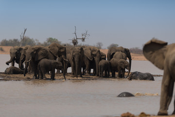 Elephant herd, elephant family in the wilderness © Ozkan Ozmen