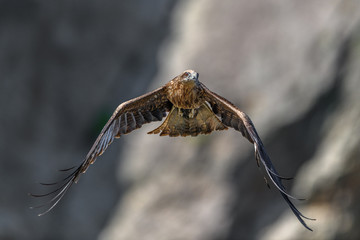 Black kite flying in a rift