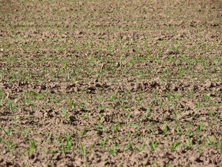 Corn field germinating