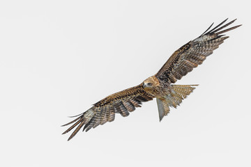 Flying black kite isolated