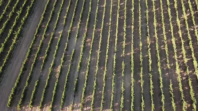 Plano a&eacute;reo de drone sobre un vi&ntilde;edo.