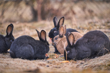 Group of colorful cute and fluffy black and red rabbits or bunnies eating a food on pasture land or...