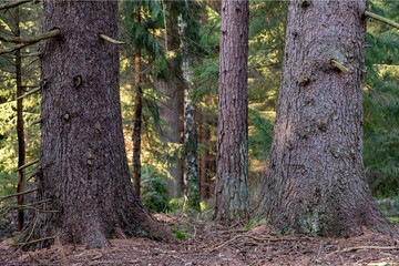Fototapeta premium The trunk of a large spruce tree. Moss growing on the lower parts of a coniferous tree.