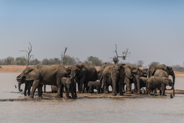 Elephant herd, elephant family in the wilderness © Ozkan Ozmen