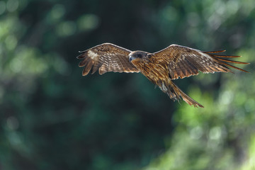 Black kite flying in a forest