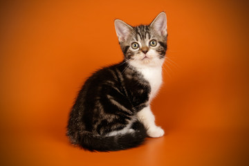American shorthair cat on colored backgrounds