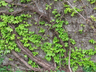 Old Boston ivy plant