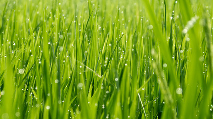 Plakat morning dew - rice field in the rising sun in Hoi An, Vietnam