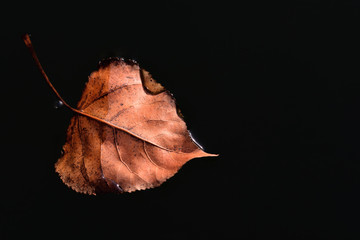 A dry brown leaf floats lonely in autumn on a dark water surface with space for text