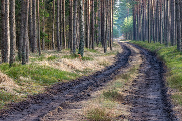 Road in a pine forest. Muddy road in a high forest.