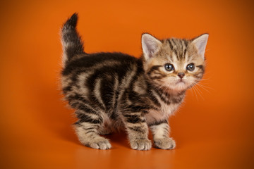 American shorthair cat on colored backgrounds