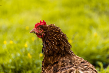 rooster and chicken on farm