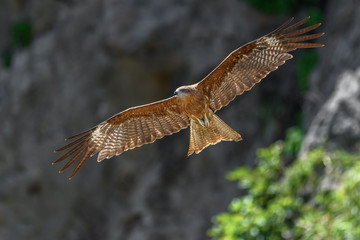 Black kite flying in a rift