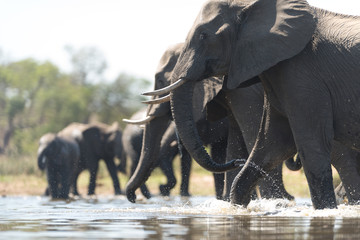 Elephant herd, elephant family in the wilderness © Ozkan Ozmen