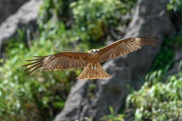 Black kite flying in a rift