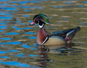 Drake Wood Duck