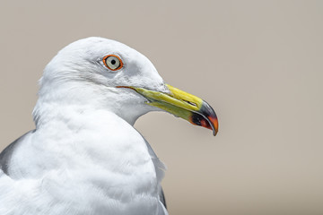 seagull close up portrait