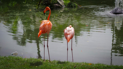 pareja de flamencos