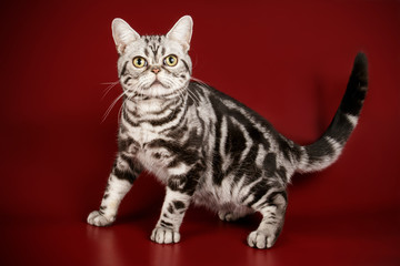 American shorthair cat on colored backgrounds