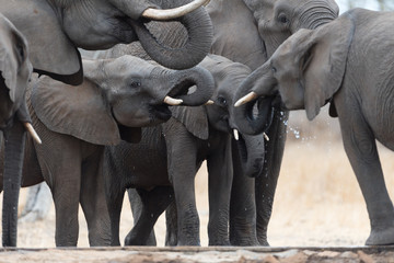 Elephant herd, elephant family in the wilderness © Ozkan Ozmen
